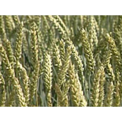 BIO Zöld tönköly (kg)