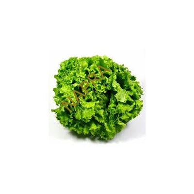 Batávia saláta BIO (db)