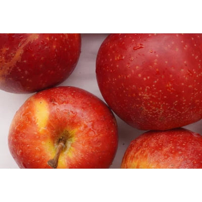 Alma enyhén savanyú BIO (kg)