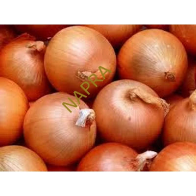 Vöröshagyma BIO (kg)